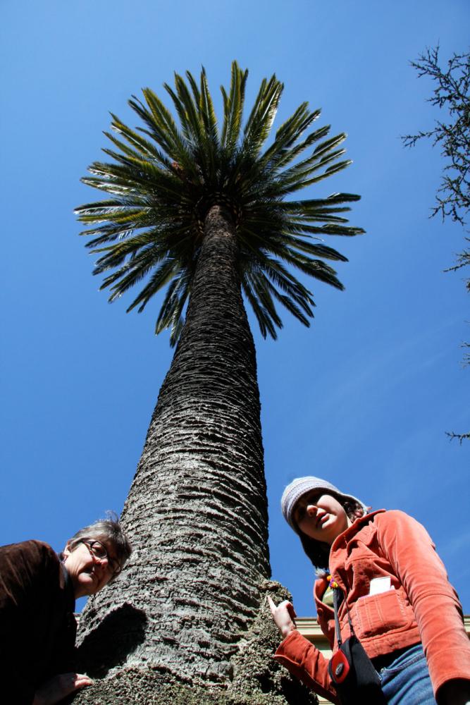 Monterey Palm