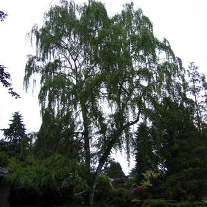 A birch well pruned